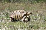 GEOCHELONE SULCATA 001